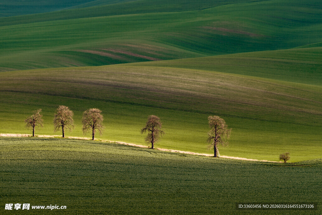 草原上的孤独树木景观