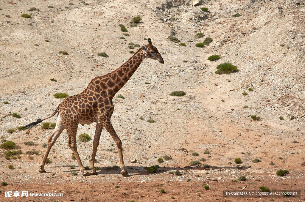沙漠中行走的幼年长颈鹿