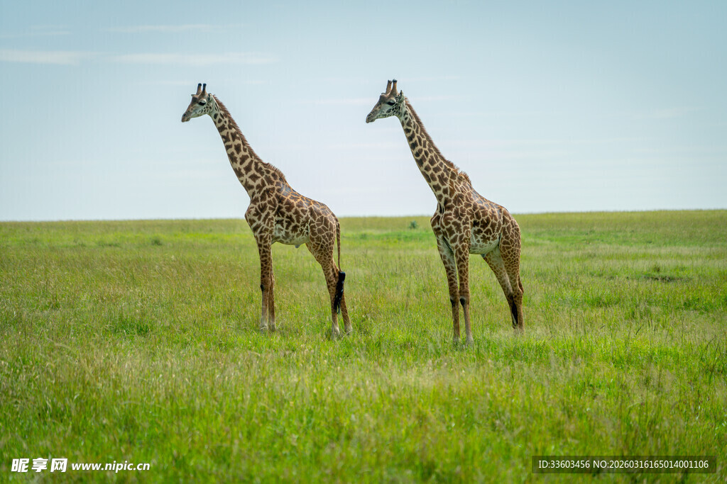 草原上的两只长颈鹿