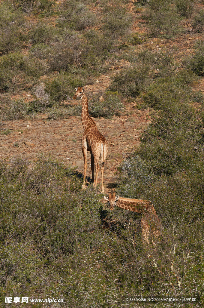 草原上的长颈鹿与小动物