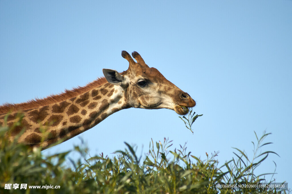 长颈鹿进食绿植瞬间