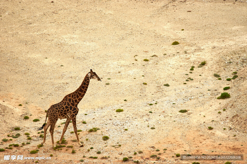 沙漠中的孤独长颈鹿