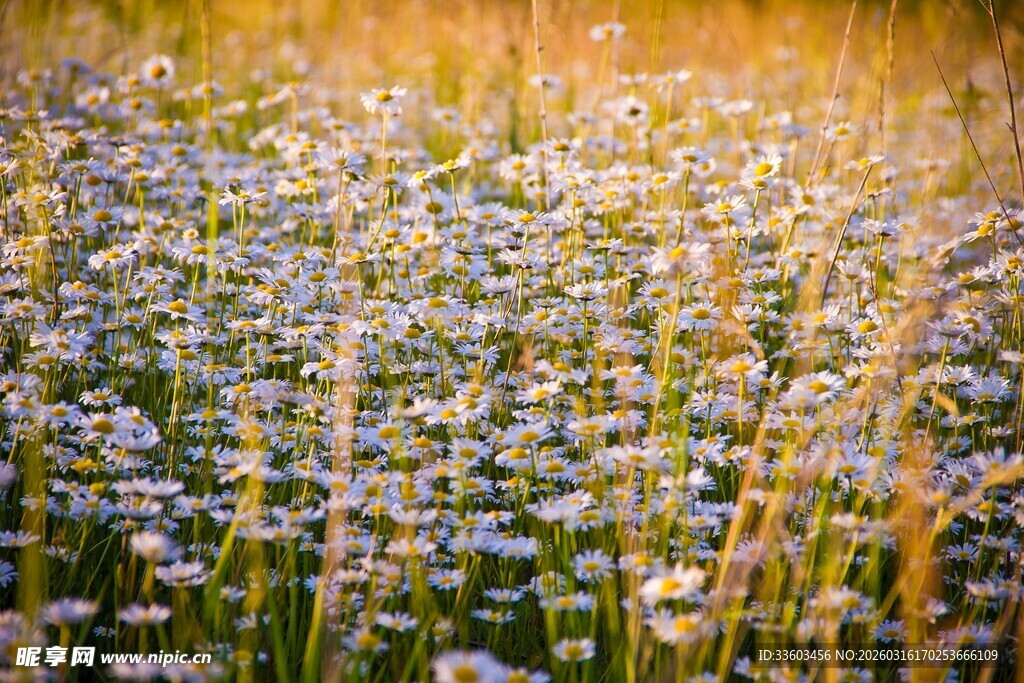 金色阳光下的花草田园
