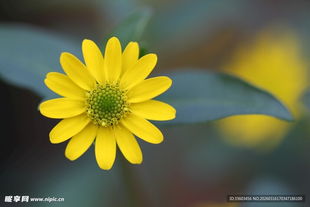 黄色小花特写