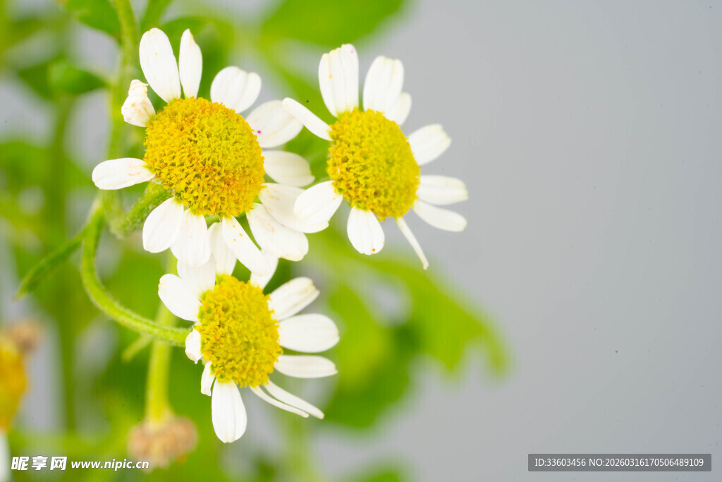 清新小白菊绽放