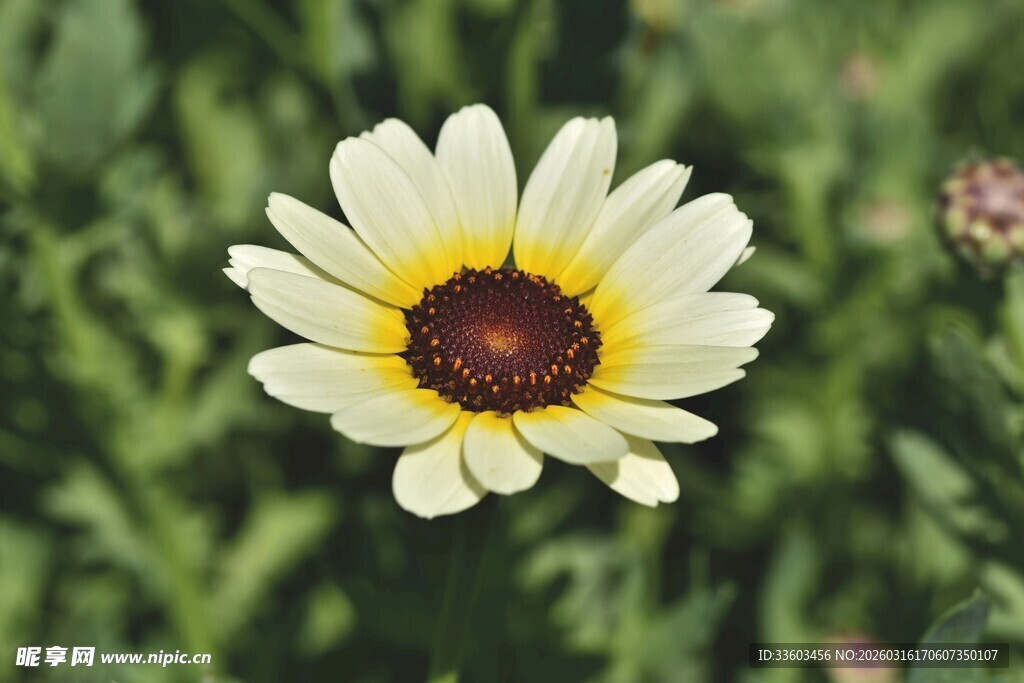 白色雏菊绽放于绿野