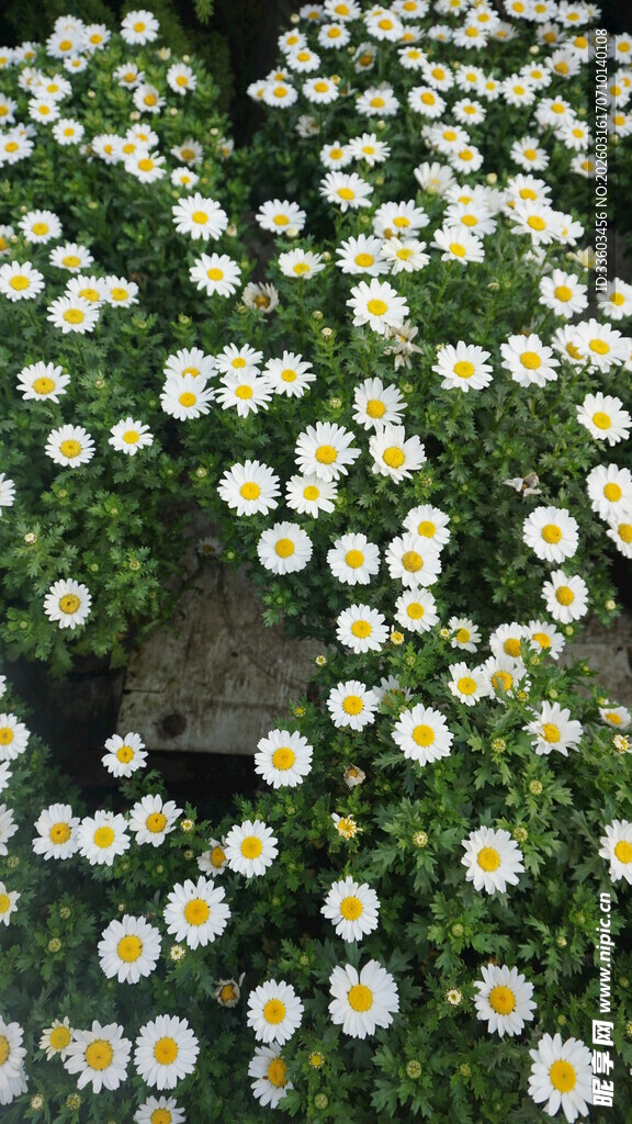 雏菊盛放的美丽花田