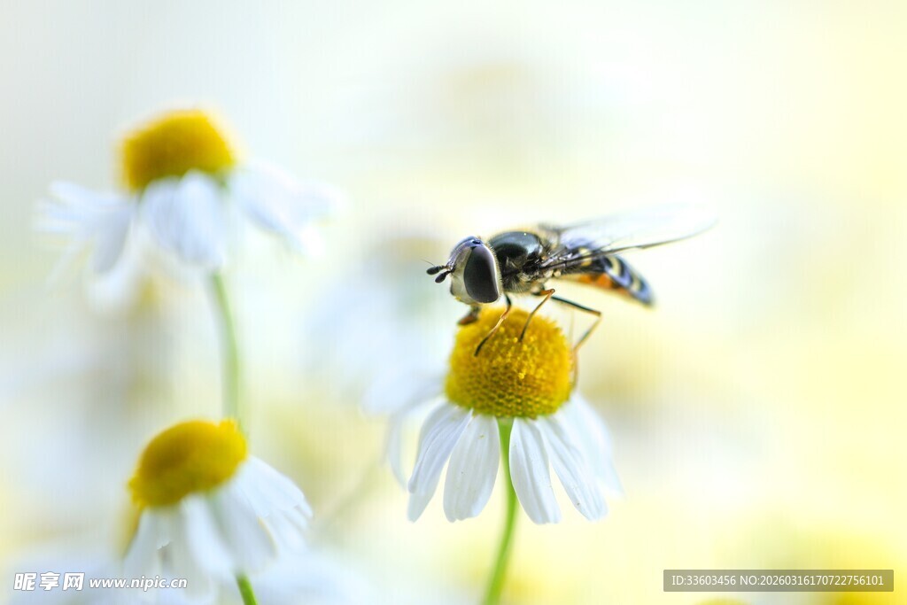 雏菊上的小蜜蜂