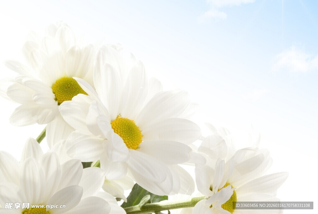 清新雏菊绽放蓝天之下