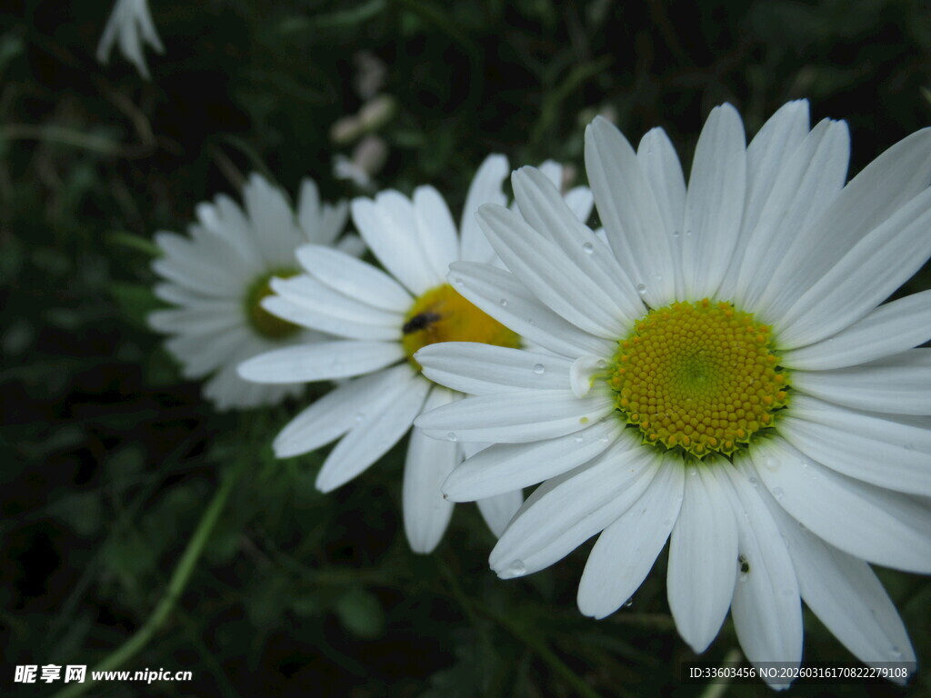 雏菊上的小昆虫