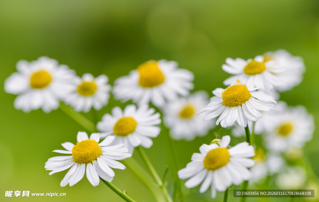 清新雏菊绽放绿意间