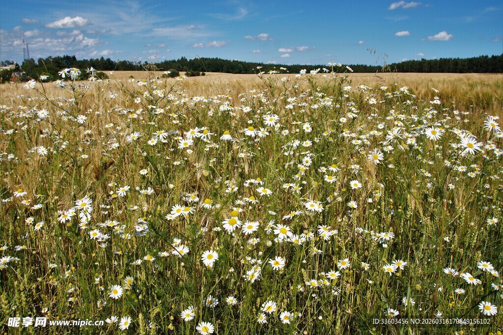 夏日雏菊盛放的原野