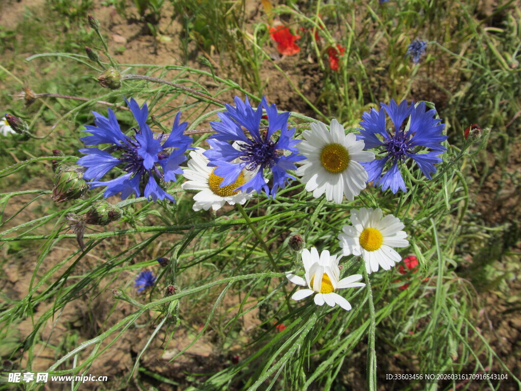 草地中的多彩野花绽放