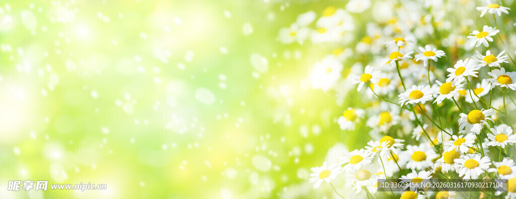 春日雏菊绽放美景