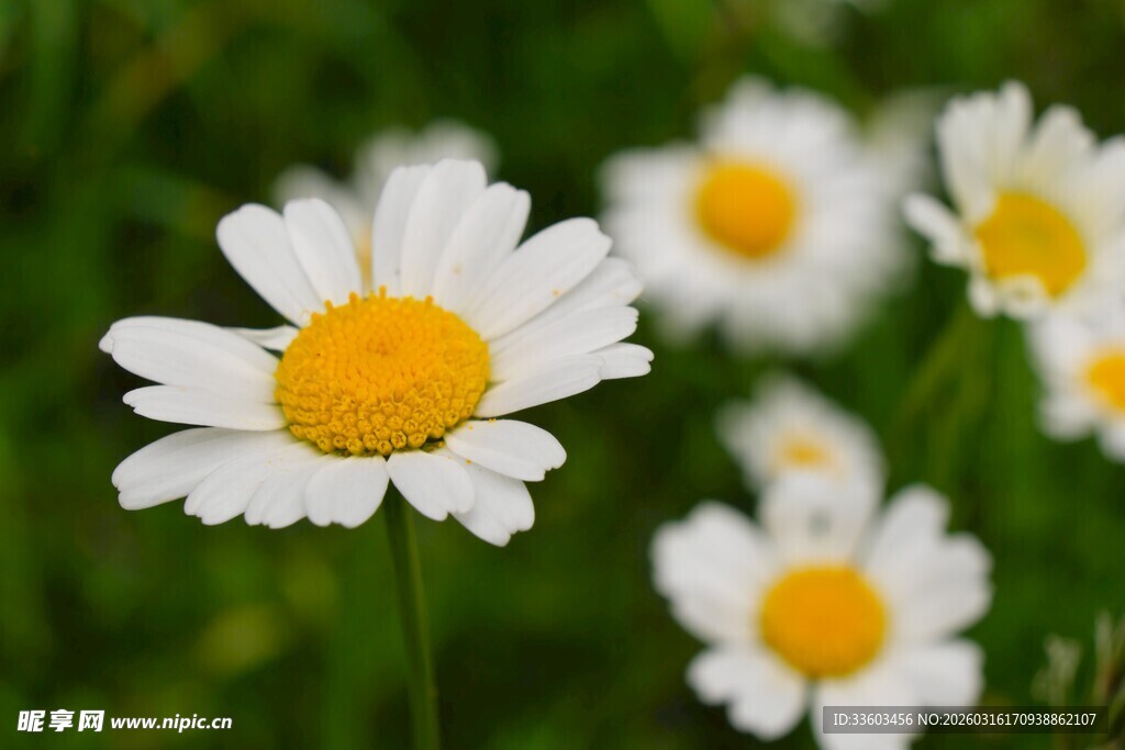清新雏菊绽放于绿意间