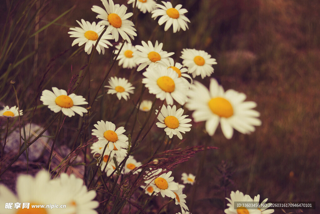 田野中的清新雏菊绽放