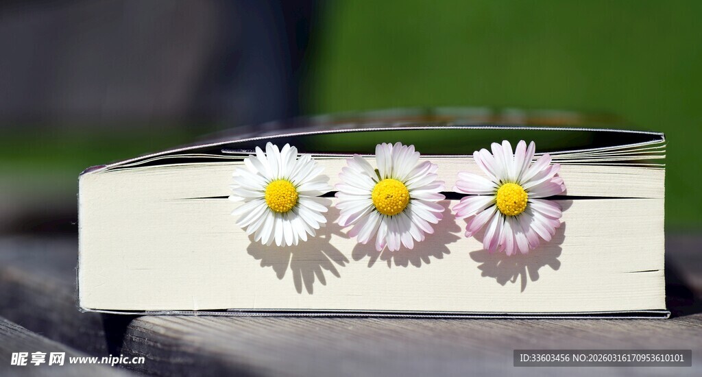 书本上的清新小雏菊