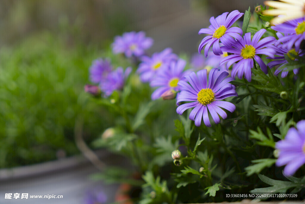 紫色雏菊绽放的美丽瞬间