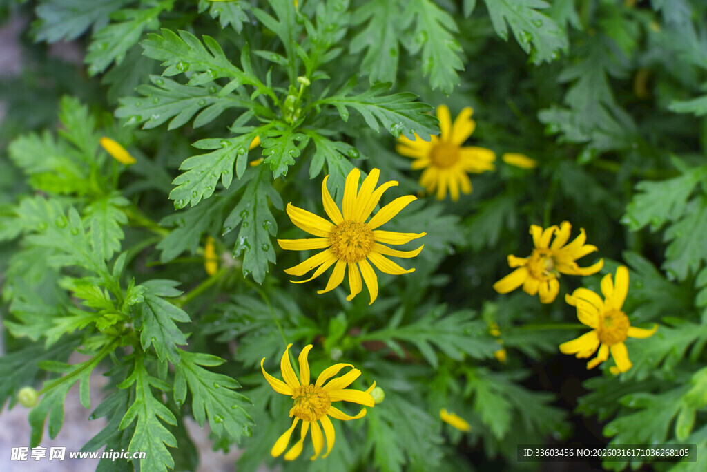 黄色小花绽放绿叶间