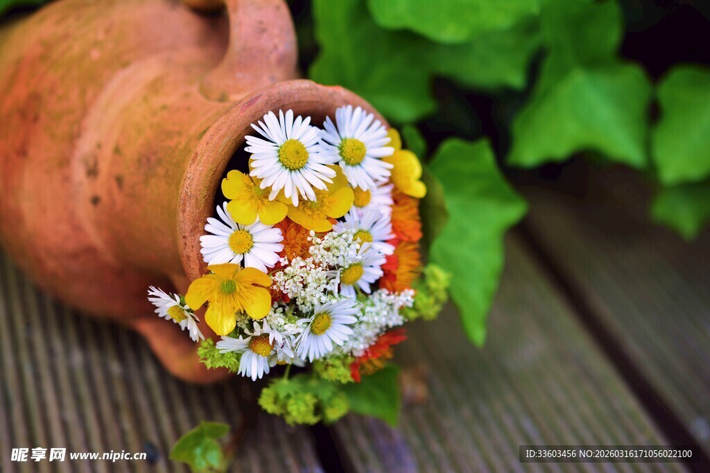 陶罐中的清新小雏菊