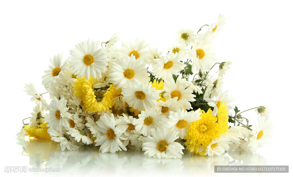 清新洋甘菊花朵特写