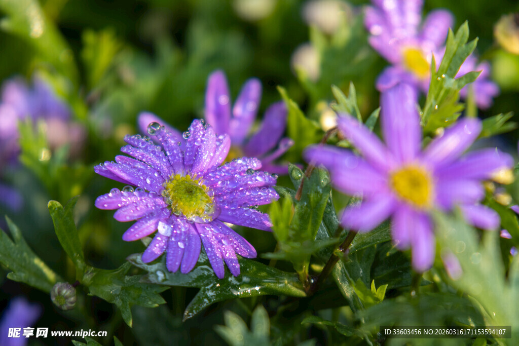 紫色小花绽放于绿叶间