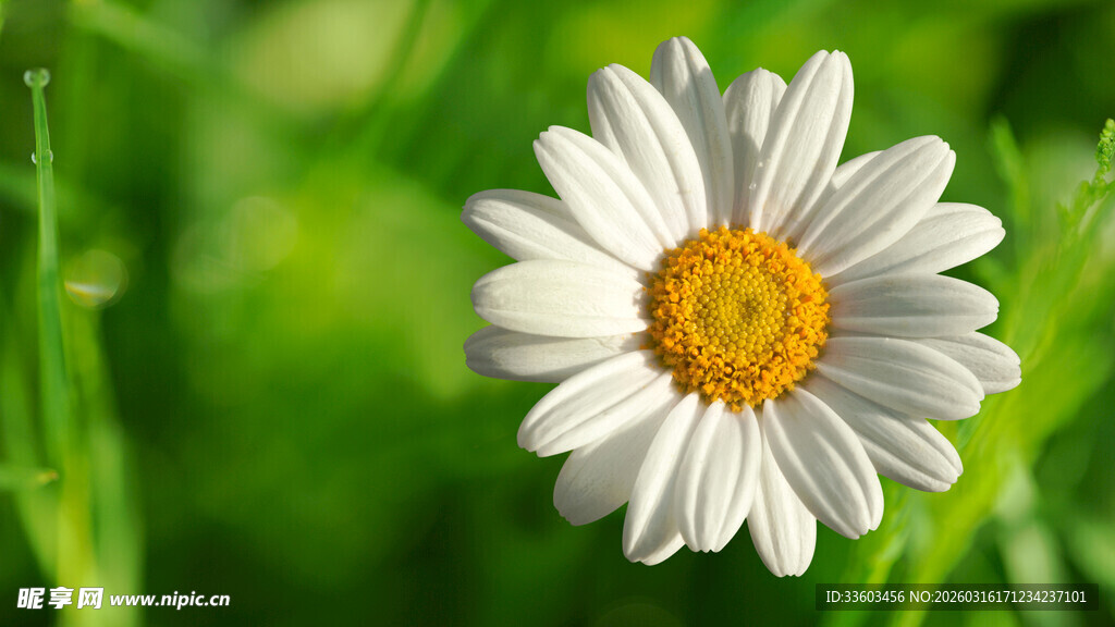 白色雏菊绽放于绿意间