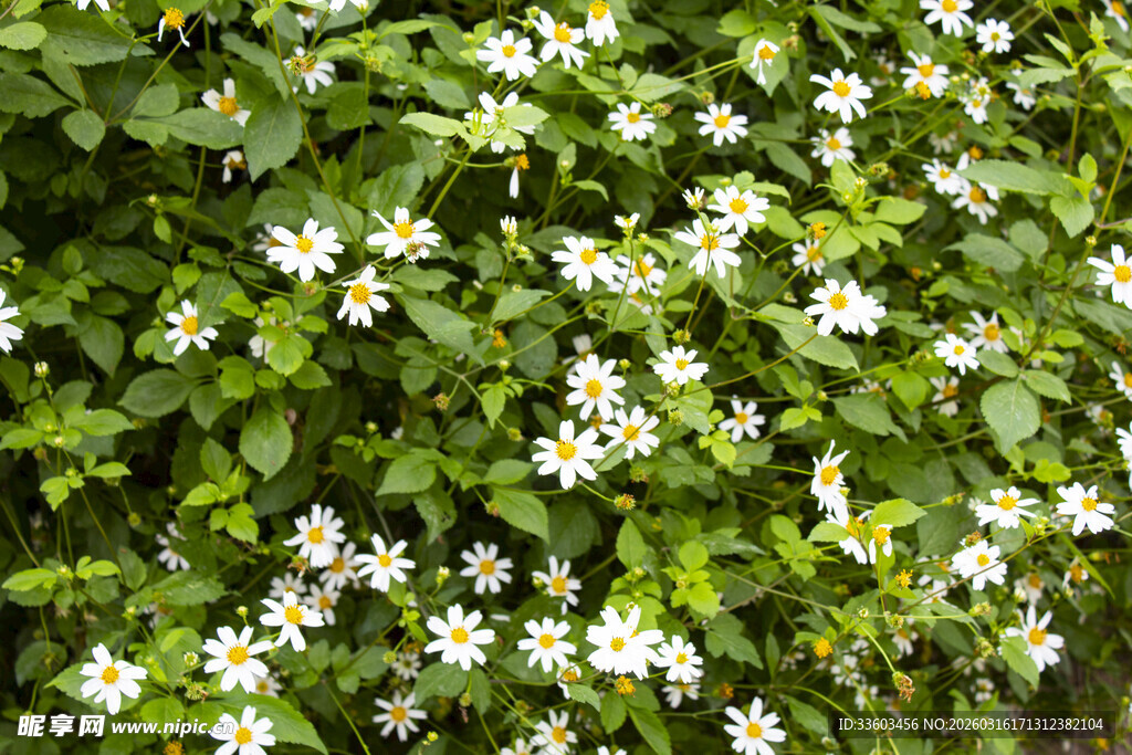 绿叶丛中绽放白色小花