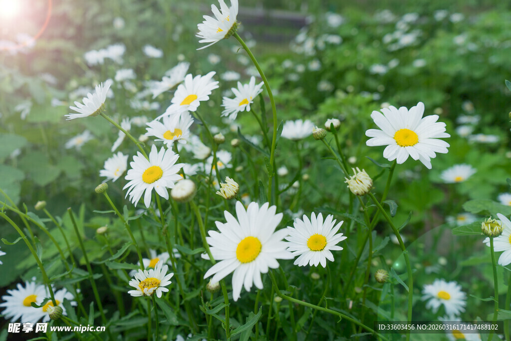 春日雏菊绽放于绿野间