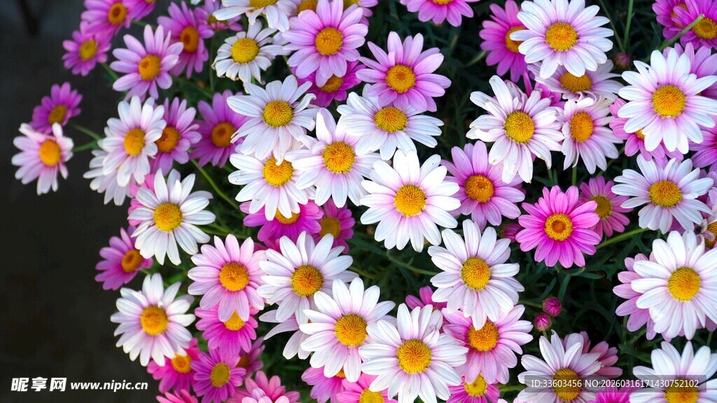 缤纷小雏菊绽放娇艳之美