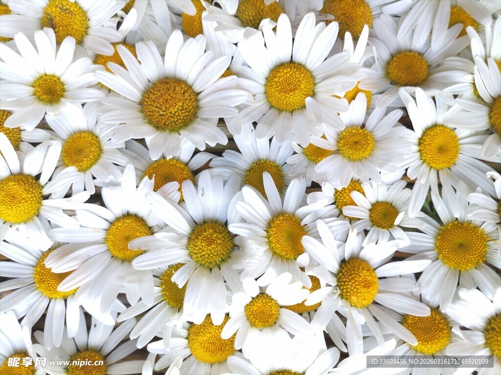 清新小白菊绽放画面