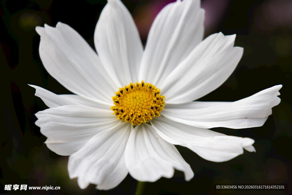 白色波斯菊特写