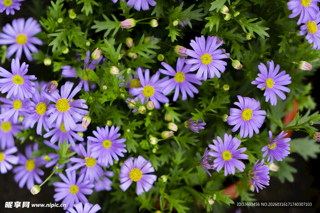 紫色雏菊绽放生机