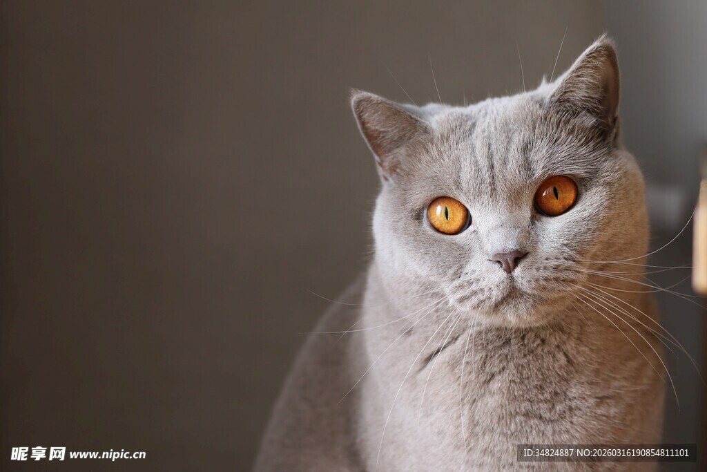 灰色英短猫的凝视