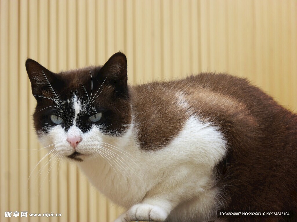 黑白棕三色猫咪特写