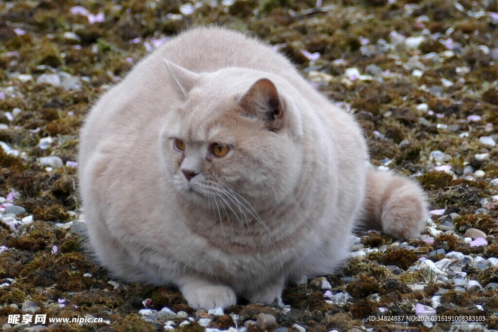 慵懒猫咪趴于苔藓地面