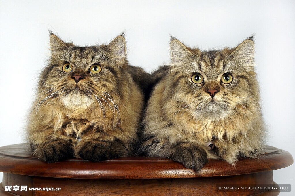 两只长毛猫趴坐圆台上