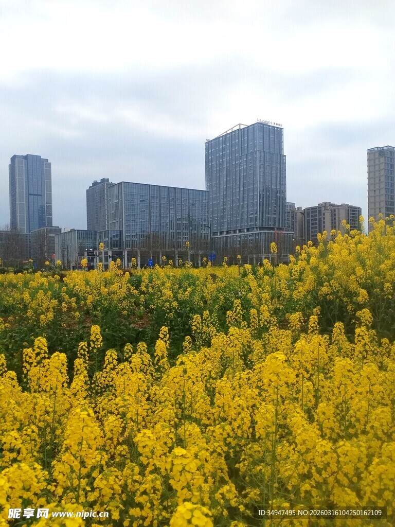 城市边的金黄油菜花田