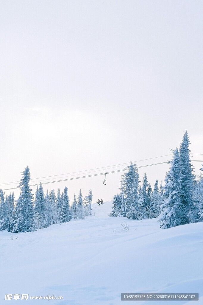 冬日雪景中的松林