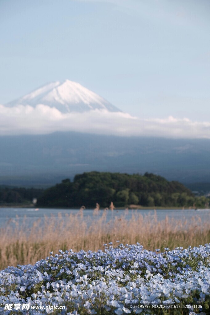 富士山下花海美景