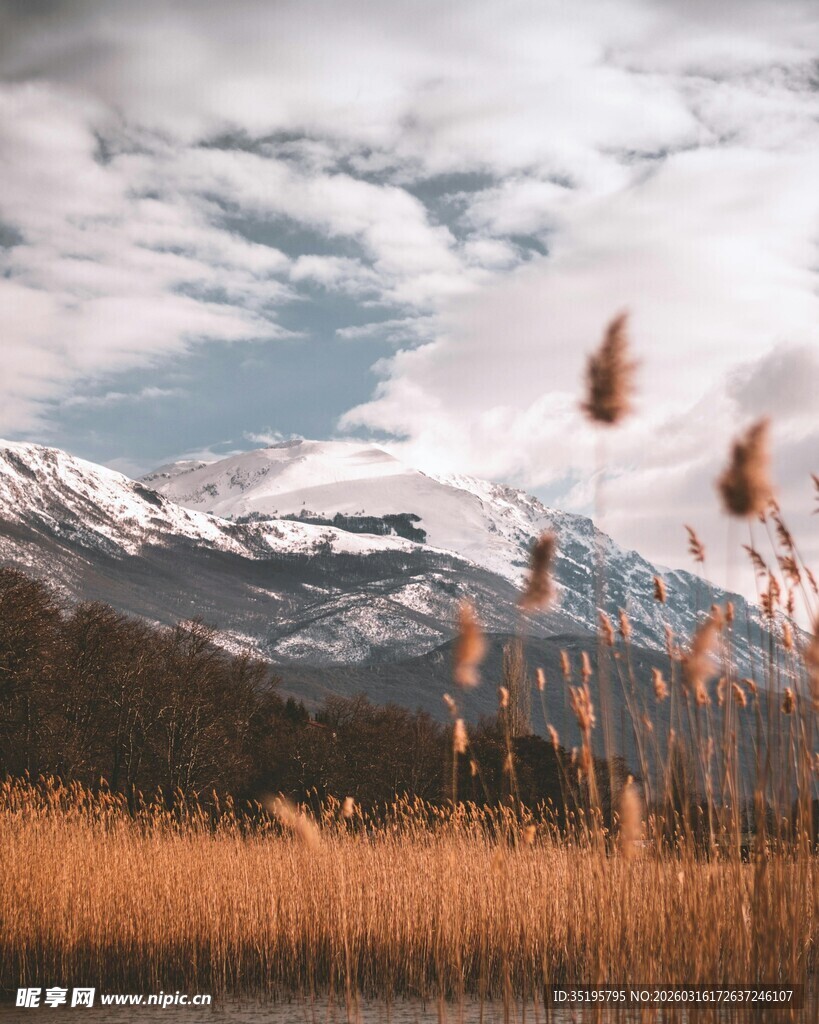 雪山下的芦苇荡美景