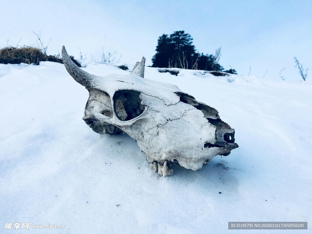 雪地中的动物头骨