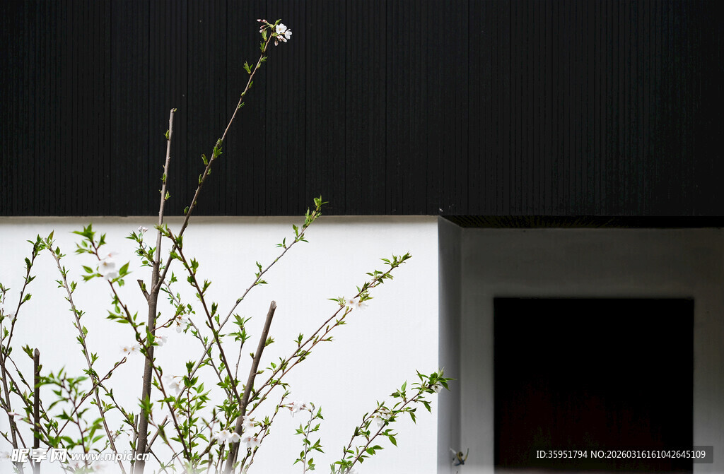 枝头小鸟与白墙绿植