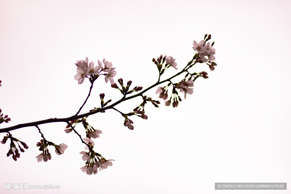 一枝粉嫩绽放的美丽樱花