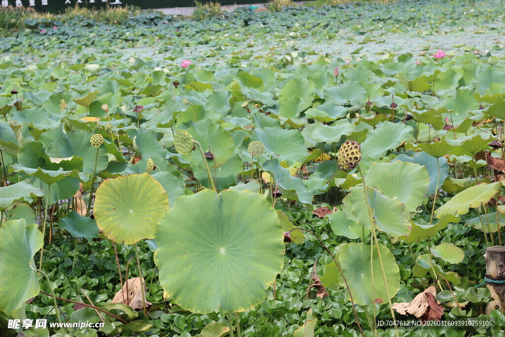 夏日荷塘荷叶茂盛景观