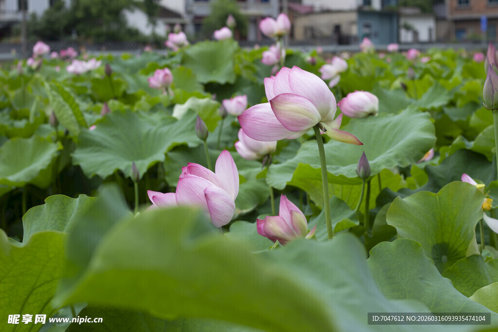 夏日荷塘荷花绽放