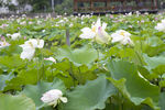 夏日荷塘盛开的洁白荷花
