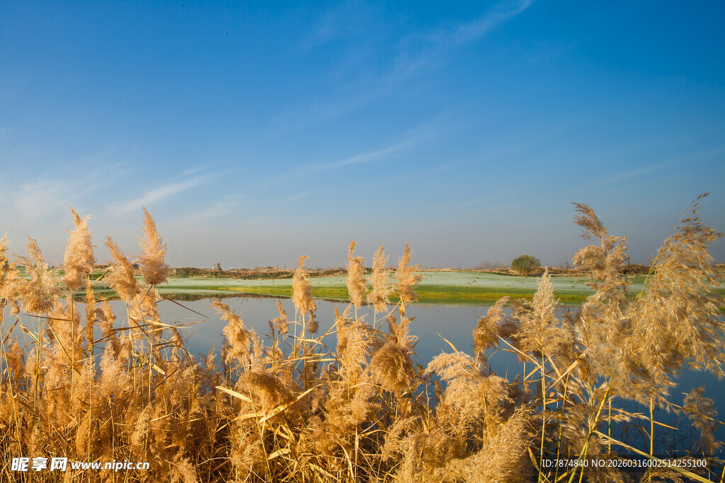 湖畔芦苇映蓝天美景