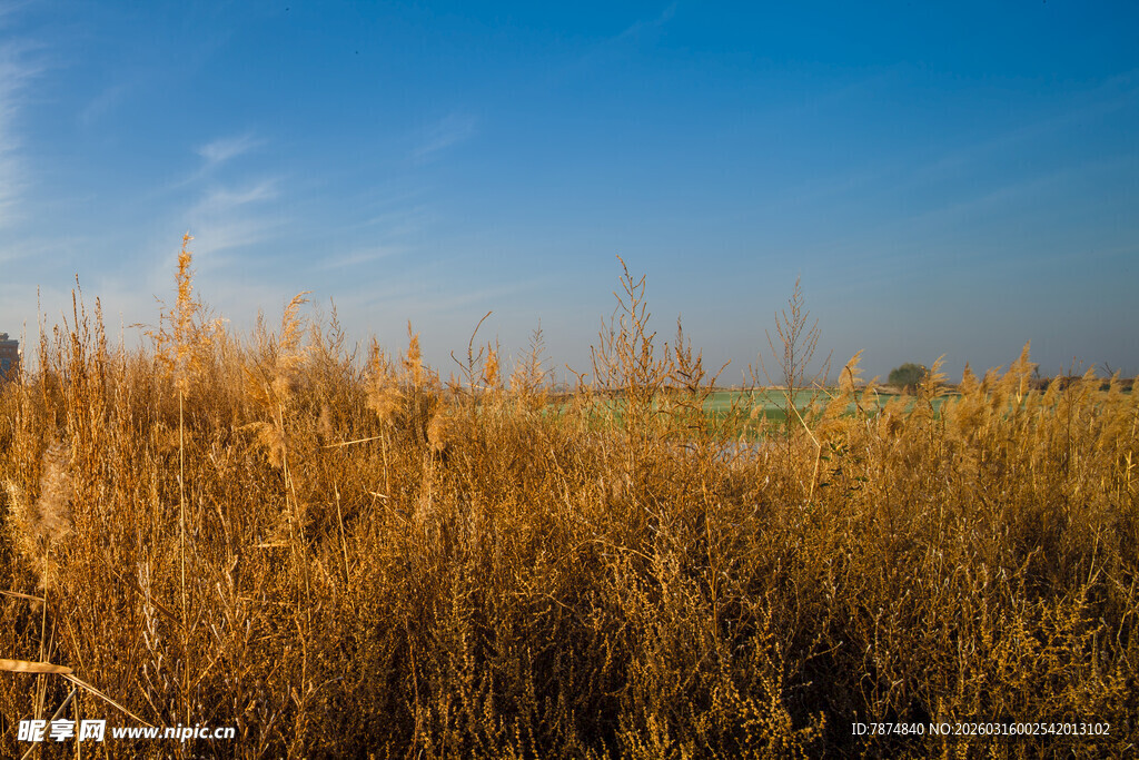 金黄芦苇荡 蓝天美景