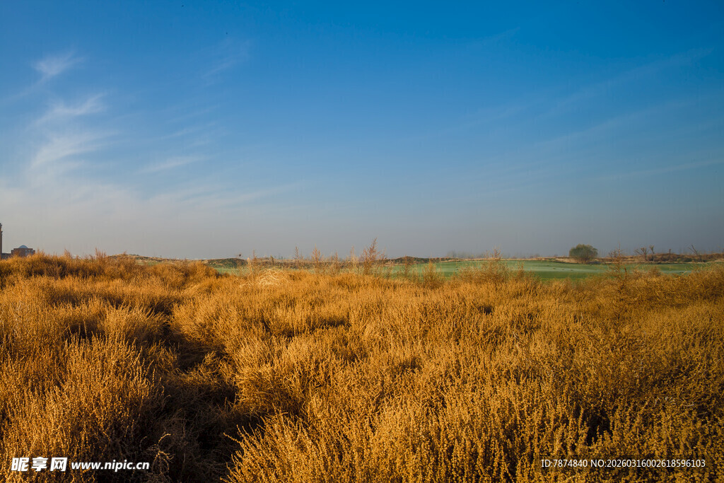 金黄麦田与蓝天美景